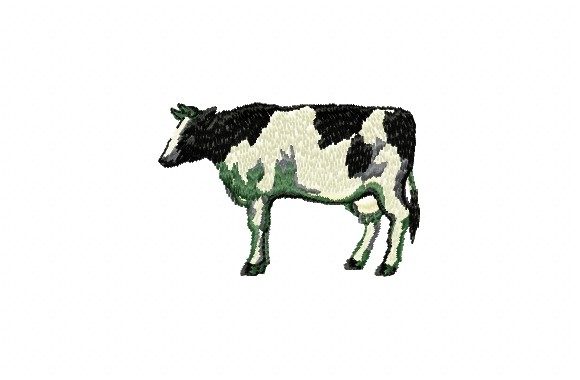 Black and White Cow